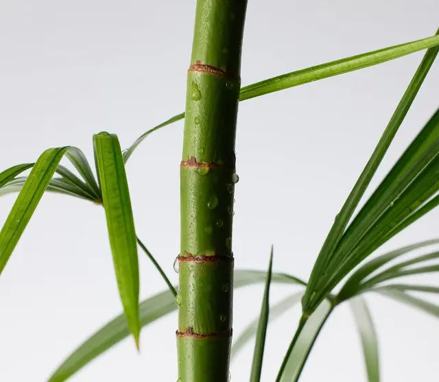 Mighty Bamboo Panthenol Cream